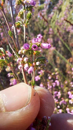 Image of Erica bolusiae by (c) Jacques van der Merwe, some rights reserved (CC BY-SA)