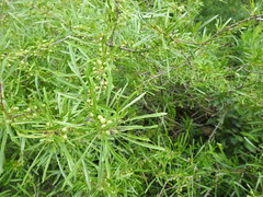 Rhamnus erythroxyloides