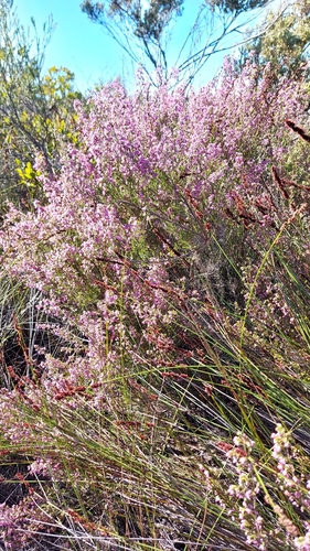 Image of Erica bolusiae by (c) Jacques van der Merwe, some rights reserved (CC BY-SA)