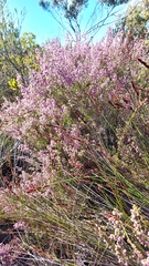 Erica bolusiae, photograph (c) Jacques van der Merwe, some rights reserved (CC BY-SA)