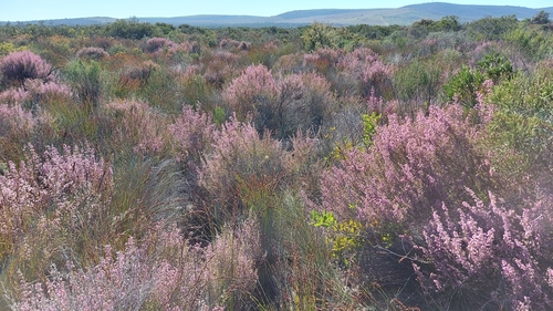 Image of Erica bolusiae by (c) Jacques van der Merwe, some rights reserved (CC BY-SA)