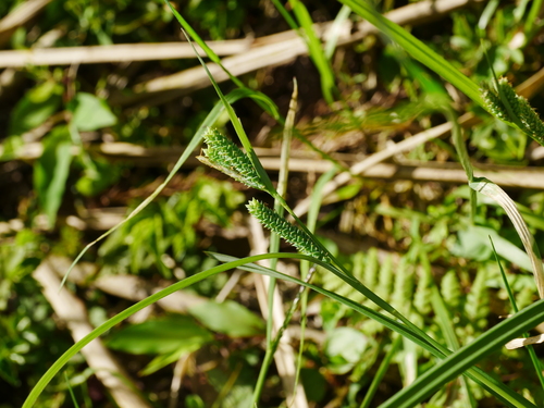 Image of Carex maculata by (c) Jacy Chen, some rights reserved (CC BY)