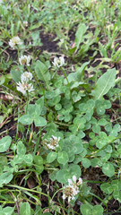 Trifolium repens