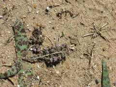 Ledebouria scabrida image