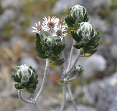 Linochilus eriophorus