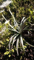 Celmisia graminifolia