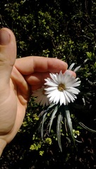 Celmisia graminifolia