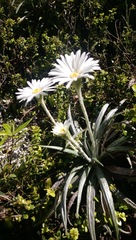 Celmisia graminifolia