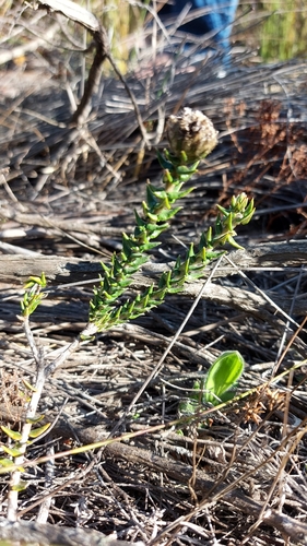 Image of Phylica harveyi by (c) Jacques van der Merwe, some rights reserved (CC BY-SA)