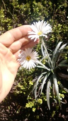 Celmisia graminifolia