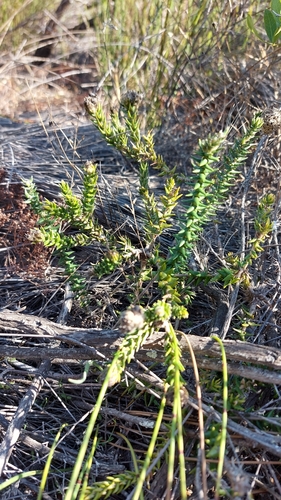 Image of Phylica harveyi by (c) Jacques van der Merwe, some rights reserved (CC BY-SA)