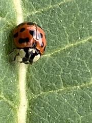 Harmonia axyridis