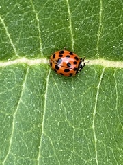 Harmonia axyridis