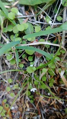 Myosotis spatulata