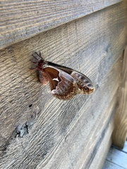 Callosamia angulifera