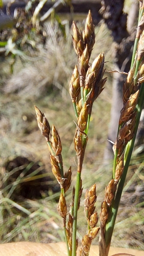 Image of Restio tetragonus by (c) Jacques van der Merwe, some rights reserved (CC BY-SA)