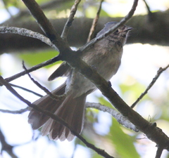 Trochocercus cyanomelas cyanomelas
