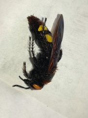 Megascolia maculata maculata