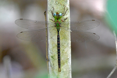 Heliaeschna simplicia