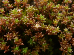 Portulaca sedifolia