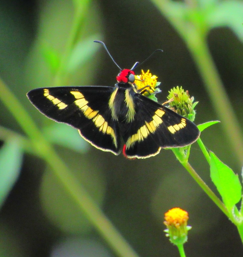 Damippe Firetip