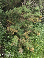 Ulex europaeus