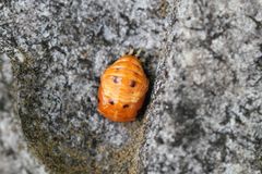 Harmonia axyridis