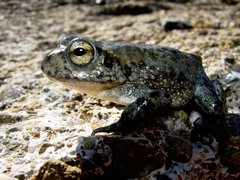 Sclerophrys arabica