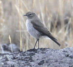 Muscisaxicola alpinus