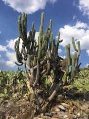 Trichocereus cuzcoensis
