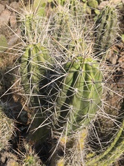 Trichocereus cuzcoensis