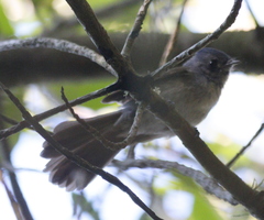 Trochocercus cyanomelas cyanomelas