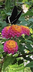 Lantana camara