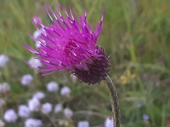 Cirsium pannonicum