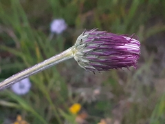 Cirsium pannonicum