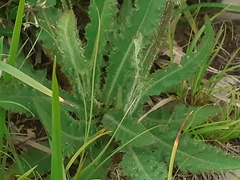 Cirsium pannonicum