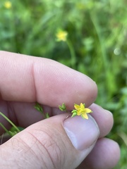 Hypericum gymnanthum