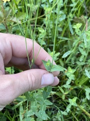 Hypericum gymnanthum