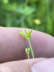 Hypericum gymnanthum