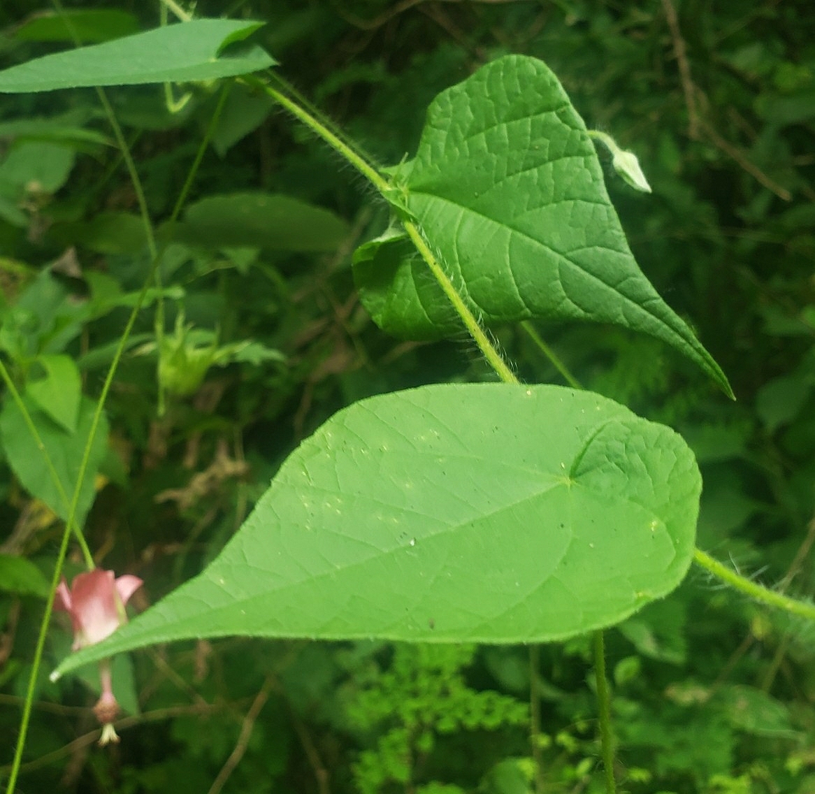 Abutilon reflexum image