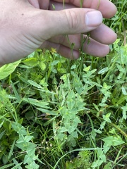 Hypericum gymnanthum