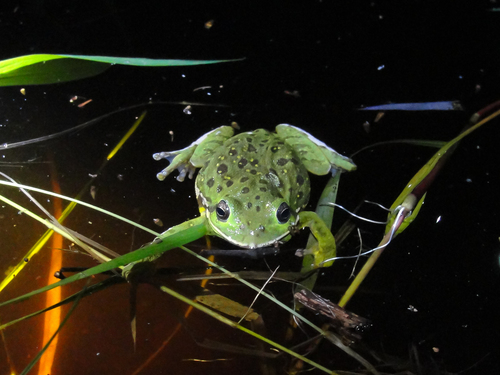 Barking Tree Frog photographed in Delaware