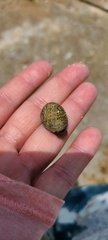 Nerita tessellata