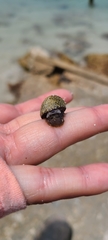Nerita tessellata