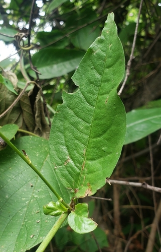 Plumbago zeylanica image