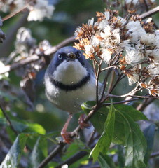 Apalis thoracica claudei