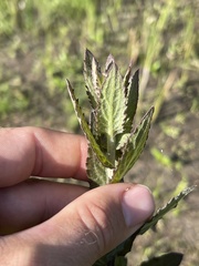 Pluchea foetida foetida