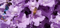 Apis mellifera