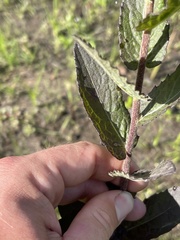 Pluchea foetida foetida