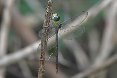 Heliaeschna simplicia